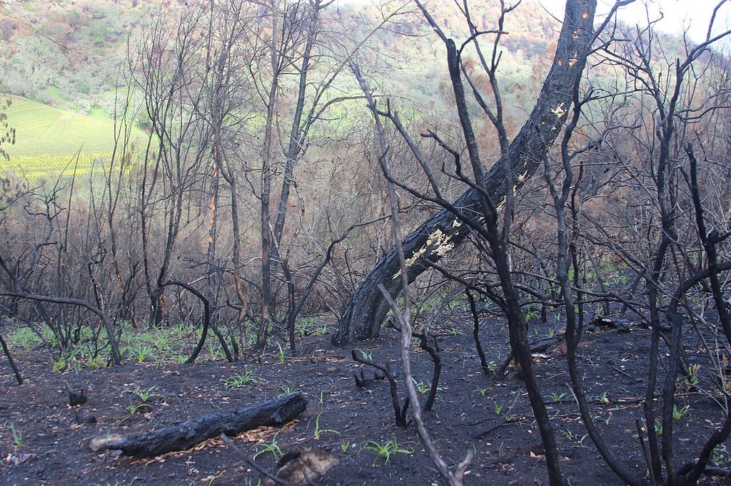 Forêt calcinée après un incendie, avec de jeunes pousses vertes qui réapparaissent sur le sol brûlé.