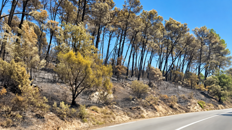 Forêt calcinée au bord d’une route après un incendie, avec des arbres brûlés et un sol noirci.