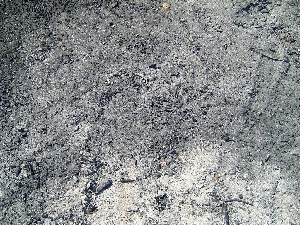 Sol calciné après un incendie de forêt, recouvert de cendres et dépourvu de végétation.
